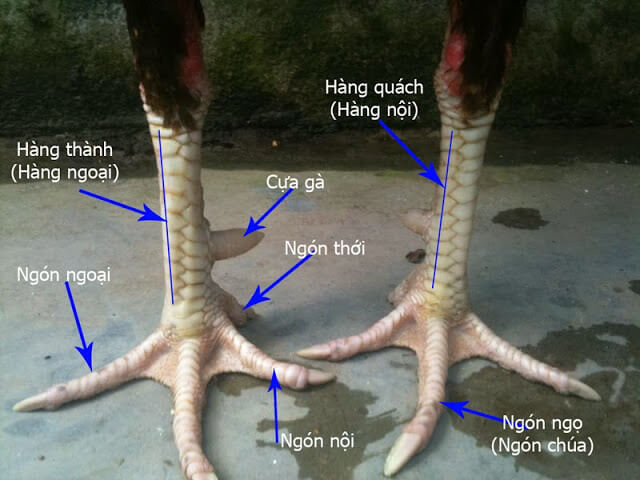 Cách xem vảy gà đá hay – Bí quyết vàng chọn chiến kê từ chuyên gia